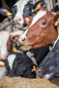 Futtereffizienz
© Dorothee Warder, BRS